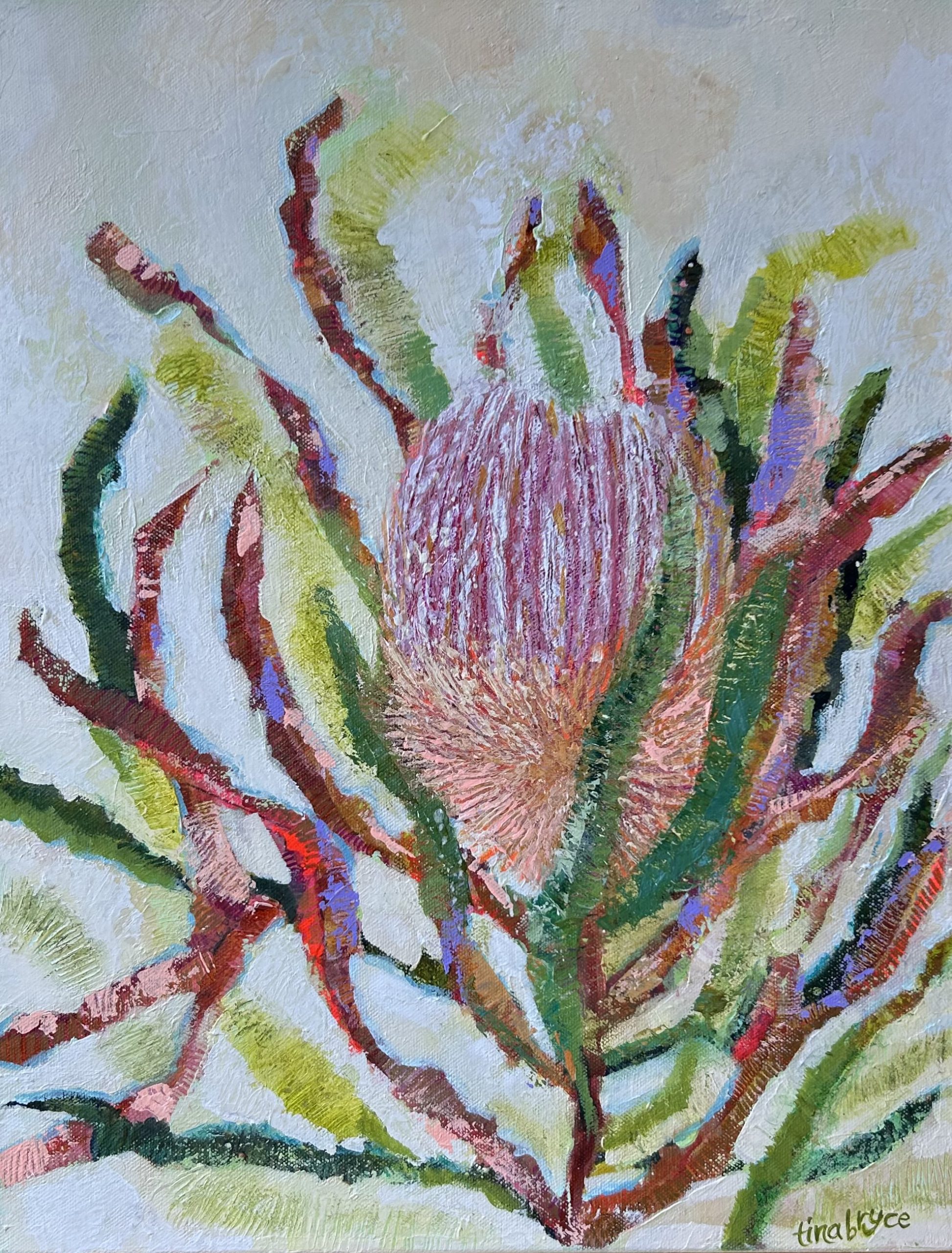 Banksia Firecracker